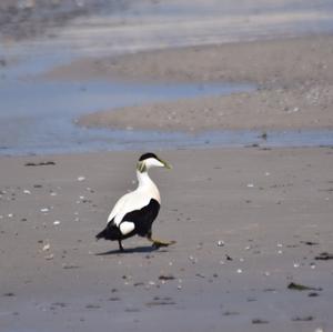 Common Eider