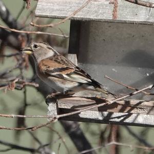 Brambling