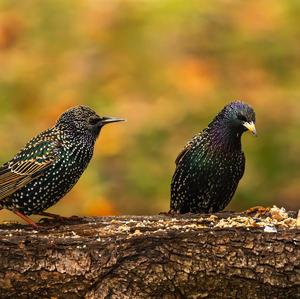 Common Starling