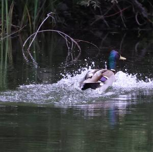 Mallard