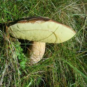 Summer Bolete