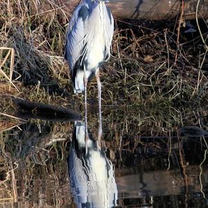 Grey Heron