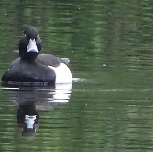 Tufted Duck