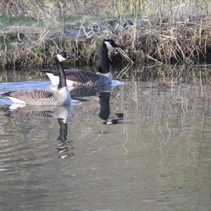 Canada Goose