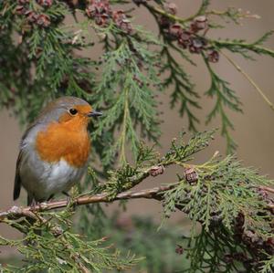 European Robin