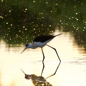 Black-winged Stilt