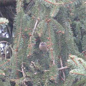 Goldcrest