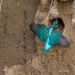 Common Kingfisher