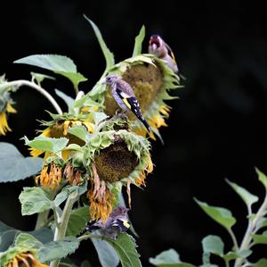 European Goldfinch