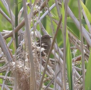 Winter Wren