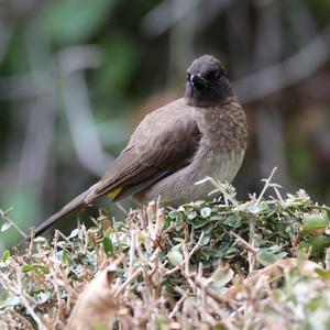 Common Bulbul