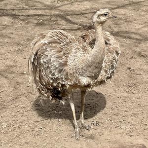 Greater Rhea