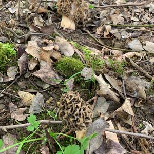 Yellow Morel