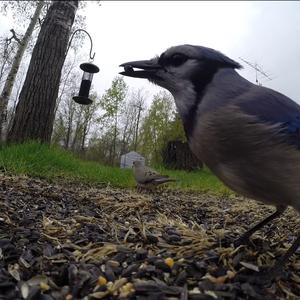 Blue Jay