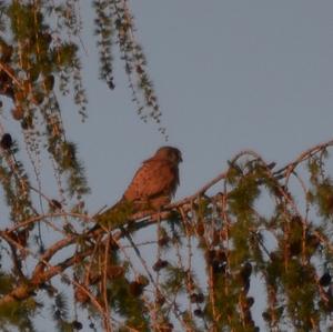 Common Kestrel