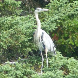 Great Blue Heron