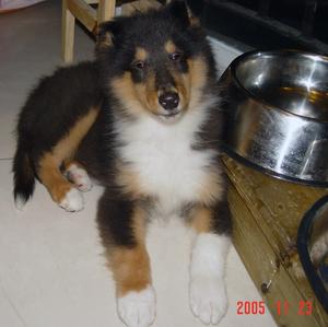 Rough Collie