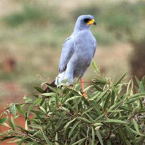 Pale Chanting-goshawk