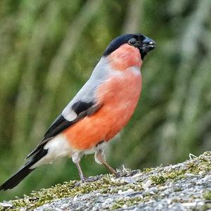 Eurasian Bullfinch