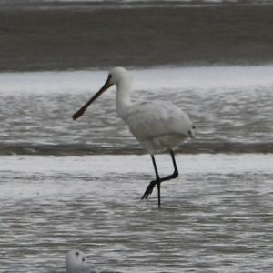 Eurasian Spoonbill