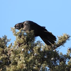 Carrion Crow