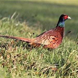 Common Pheasant