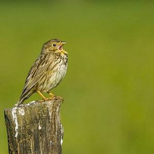 Corn Bunting