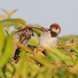 House Sparrow