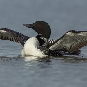 Common Loon