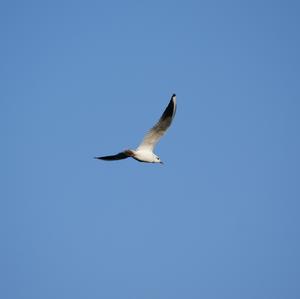 Black-headed Gull