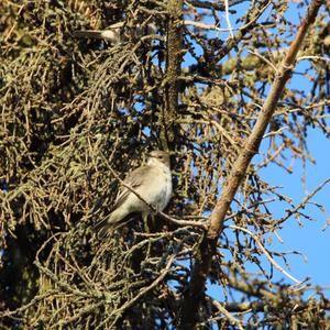 Spotted Flycatcher