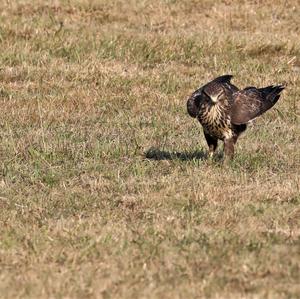 Rauhfußbussard