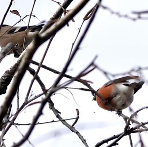 Eurasian Bullfinch