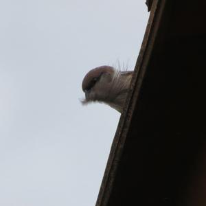 Eurasian Tree Sparrow