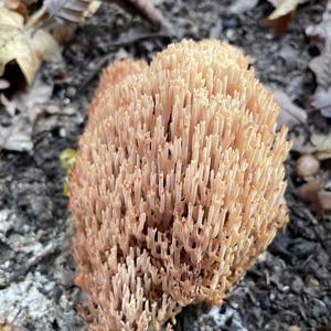 Straight-branched Coral