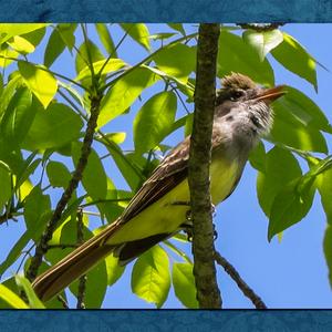 Great Crested Flycatcher