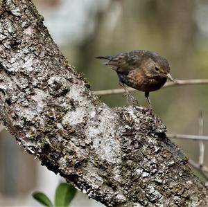 Eurasian Blackbird