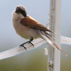 Red-backed Shrike