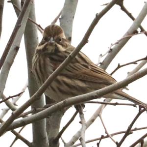 Reed Bunting