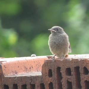 Black Redstart