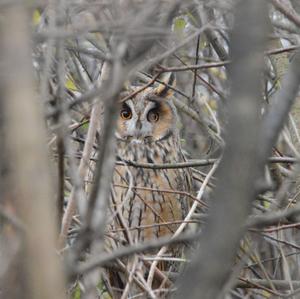 Long-eared Owl