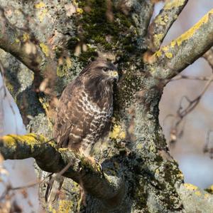 Common Buzzard