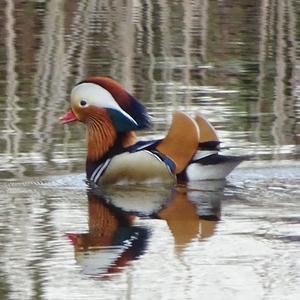 Mandarin Duck