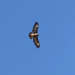 Common Buzzard