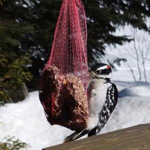 Downy Woodpecker