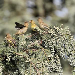 European Greenfinch