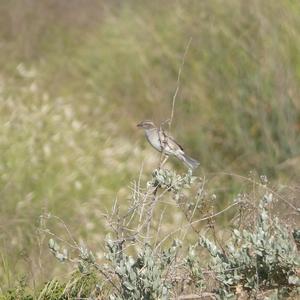 Spanish Sparrow