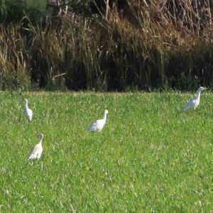 Cattle Egret