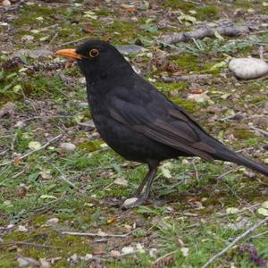 Eurasian Blackbird