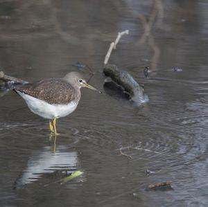 Green Sandpiper